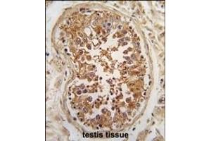 anti-Unc-51-Like Kinase 3 (ULK3) (AA 14-43), (N-Term) antibody