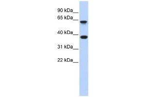 Epsin 2 antibody used at 1 ug/ml to detect target protein. (Epsin 2 anticorps  (Middle Region))
