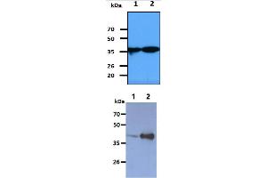 The cell lysates (40ug) were resolved by SDS-PAGE, transferred to PVDF membrane and probed with anti-human NANS antibody (1:1000).
