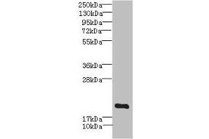 Western blot All lanes: MYL7 antibody IgG at 2. (MYL7 anticorps  (AA 1-175))