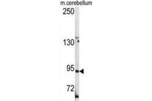 Western Blotting (WB) image for anti-Leucine-Rich Repeat Containing G Protein-Coupled Receptor 5 (LGR5) (Loop 2) antibody (ABIN2937468)