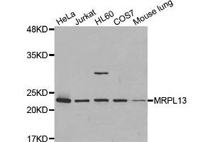 Western Blotting (WB) image for anti-Mitochondrial Ribosomal Protein L13 (MRPL13) antibody (ABIN1877008) (MRPL13 anticorps)