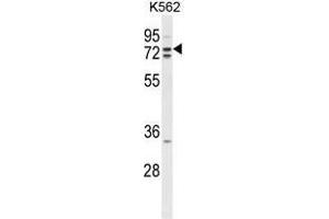 Western blot analysis of ZRANB1 Antibody (C-term) in K562 cell line lysates (35 µg/lane). (ZRANB1 anticorps  (C-Term))