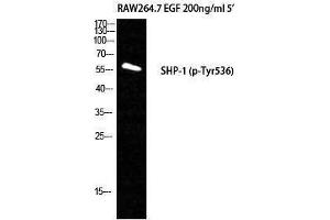 Western Blotting (WB) image for anti-Protein-tyrosine Phosphatase 1C (PTPN6) (pTyr536) antibody (ABIN3173194) (SHP1 anticorps  (pTyr536))