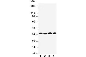 Western blot testing of Prohibitin 2 antibody and Lane 1: human PANC;  2: (h) COLO320;  3: (h) U87cell lysate;  4: mouse HEPA.