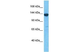 Host:  Rabbit  Target Name:  LPPRC  Sample Type:  293T Whole Cell lysates  Antibody Dilution:  1. (LRPPRC anticorps  (N-Term))