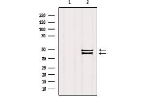 Western blot analysis of extracts from Mouse brain, using ZnT3 Antibody. (Slc30a3 anticorps  (C-Term))