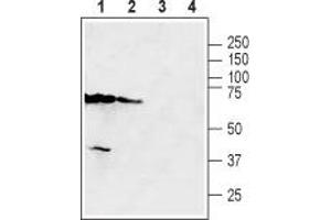 Western blot analysis of mouse kidney (lanes 1 and 3) and mouse testis (lanes 2 and 4) lysates: - 1,2. (SLC47A2 anticorps  (6th Cytoplasmic Loop))
