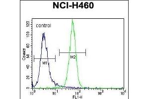 NRAS Antibody (N-term) (ABIN392152 and ABIN2841877) flow cytometric analysis of NCI- cells (right histogram) compared to a negative control cell (left histogram).