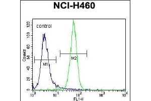 NRAS Antibody (N-term) (ABIN392152 and ABIN2841877) flow cytometric analysis of NCI- cells (right histogram) compared to a negative control cell (left histogram). (GTPase NRas anticorps  (N-Term))