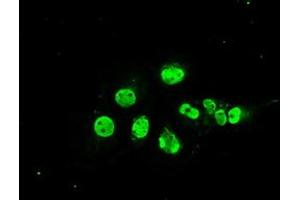 Anti-MAPK1 mouse monoclonal antibody (ABIN2452333) immunofluorescent staining of COS7 cells transiently transfected by pCMV6-ENTRY MAPK1 (RC204703). (ERK2 anticorps)
