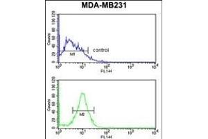 PEX14 Antibody (C-term) (ABIN653095 and ABIN2842687) flow cytometry analysis of MDA-M cells (bottom histogram) compared to a negative control cell (top histogram). (PEX14 anticorps  (C-Term))