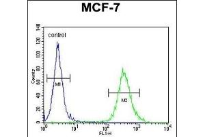anti-Cytochrome B-561 Domain Containing 1 (CYB561D1) (AA 200-229), (C-Term) antibody