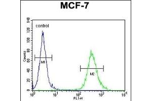 CYB561D1 Antibody (C-term) (ABIN654999 and ABIN2844633) flow cytometric analysis of MCF-7 cells (right histogram) compared to a negative control cell (left histogram). (CYB561D1 anticorps  (C-Term))