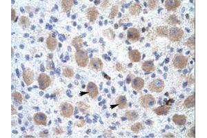 Image no. 1 for anti-Olfactory Receptor, Family 13, Subfamily C, Member 9 (OR13C9) (C-Term) antibody (ABIN202231)