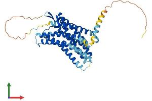 AlphaFold protein structure predicition of Human Recombinant CXCR4 Protein, UniprotID P61073