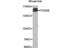 Western blot analysis of extracts of mouse liver, using ITGA2B antibody (ABIN1876881) at 1:1000 dilution. (Integrin Alpha2b anticorps)