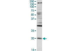 RGS5 MaxPab rabbit polyclonal antibody.