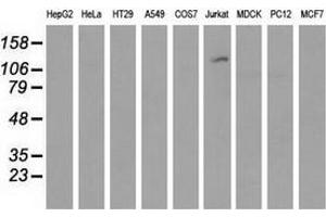 Western blot analysis of extracts (35 µg) from 9 different cell lines by using anti-MICAL1 monoclonal antibody. (MICAL1 anticorps)