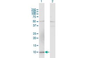 Western Blot analysis of CCL15 expression in transfected 293T cell line by CCL15 MaxPab polyclonal antibody. (CCL15 anticorps  (AA 1-113))