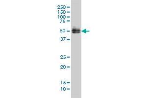 GATA2 monoclonal antibody (M01), clone 2D11 Western Blot analysis of GATA2 expression in Hela S3 NE .