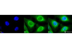 Immunocytochemistry/Immunofluorescence analysis using Rabbit Anti-GRP94 Polyclonal Antibody . (GRP94 anticorps  (C-Term) (APC))