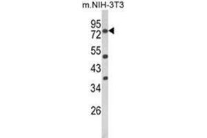 Western blot analysis of PRKCA Antibody (N-term) in NIH-3T3 cell line lysates (35ug/lane). (PKC alpha anticorps  (N-Term))