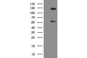 Image no. 1 for anti-Ubiquitin Specific Peptidase 54 (USP54) (AA 358-700) antibody (ABIN1491453) (USP54 anticorps  (AA 358-700))