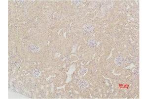 Immunohistochemistry (IHC) analysis of paraffin-embedded Mouse Kidney Tissue using SOD2 Polyclonal Antibody. (SOD2 anticorps)