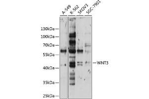 Western blot analysis of extracts of various cell lines, using WNT3 antibody (ABIN6130795, ABIN6150242, ABIN6150243 and ABIN6224981) at 1:1000 dilution.