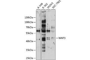 Western blot analysis of extracts of various cell lines, using WNT3 antibody (ABIN6130795, ABIN6150242, ABIN6150243 and ABIN6224981) at 1:1000 dilution. (WNT3 anticorps  (AA 166-355))