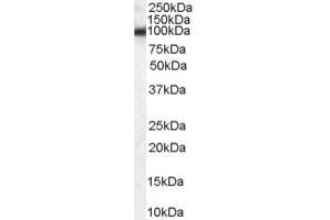 anti-Heat Shock Protein 90kDa beta (Grp94), Member 1 (HSP90B1) (Internal Region) antibody