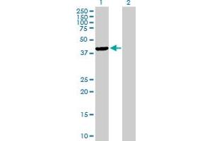 Western Blot analysis of TFB1M expression in transfected 293T cell line by TFB1M MaxPab polyclonal antibody. (TFB1M anticorps  (AA 1-346))