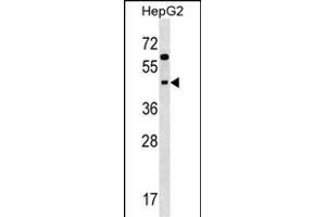 SIGLEC9 Antibody (N-term) (ABIN1538952 and ABIN2848587) western blot analysis in HepG2 cell line lysates (35 μg/lane). (SIGLEC9 anticorps  (N-Term))