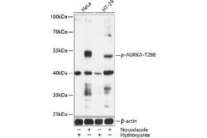 Western blot analysis of extracts of HeLa and HT-29 cells, using Phospho-AURKA-T288 antibody (ABIN6135188, ABIN6136022, ABIN6136023 and ABIN6225553) at 1:1000 dilution. (Aurora A anticorps  (pThr288))