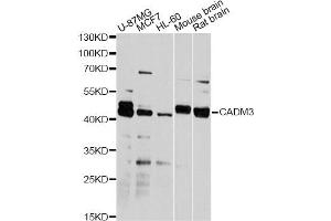 Western blot analysis of extracts of various cell lines, using CADM3 antibody (ABIN1876182) at 1:2000 dilution. (CADM3 anticorps)