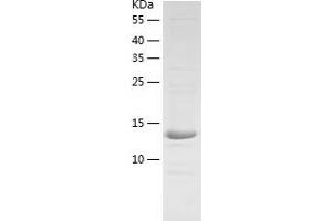 Western Blotting (WB) image for Processing of Precursor 5, Ribonuclease P/MRP Subunit (POP5) (AA 1-140) protein (His tag) (ABIN7124567)