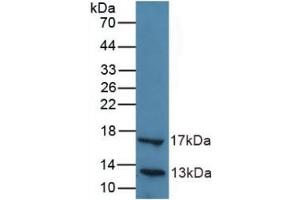 Detection of Recombinant LIPC, Human using Polyclonal Antibody to Lipase, Hepatic (LIPC) (LIPC anticorps  (AA 347-478))
