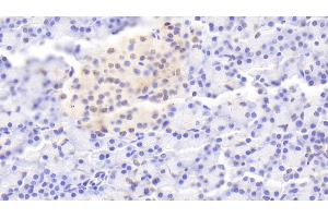 Detection of IL1RA in Human Pancreas Tissue using Polyclonal Antibody to Interleukin 1 Receptor Antagonist (IL1RA) (IL1RN anticorps  (AA 26-177))