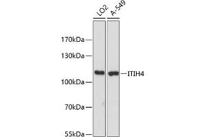 Western blot analysis of extracts of various cell lines, using ITIH4 antibody (ABIN6129776, ABIN6142597, ABIN6142598 and ABIN6216565) at 1:3000 dilution. (ITIH4 anticorps  (AA 689-930))