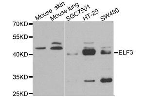 Western blot analysis of extracts of various cell lines, using ELF3 antibody. (ELF3 anticorps)