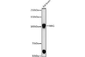 Western blot analysis of extracts of Rat brain cells, using MAG antibody (ABIN7268718) at 1:500 dilution. (MAG anticorps)
