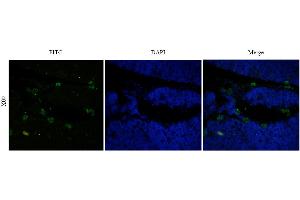 Immunofluorescent staining of rat thymus using anti-CD52 antibody  Formaldehyde-fixed rat thymus slices were stained with  at 5 µg/ml and detected with a FITC-conjugated secondary antibody. (Recombinant CD52 anticorps)