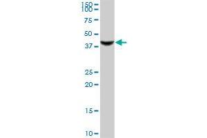 RASSF8 MaxPab polyclonal antibody.
