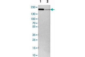 Western blot analysis of cell lysates with UGCGL1 polyclonal antibody . (UGGT1 anticorps)