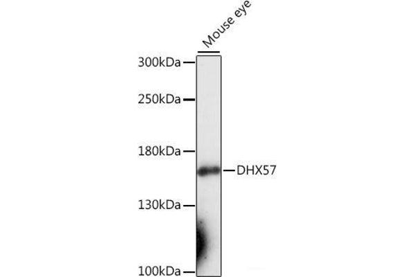 DHX57 anticorps