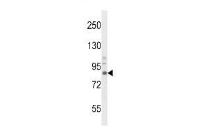 Western blot analysis of TrkA Antibody f in mouse brain tissue lysates (35 μg/lane).