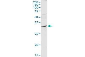 QPRT MaxPab rabbit polyclonal antibody. (QPRT anticorps  (AA 1-297))