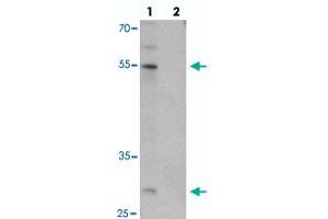 Western blot analysis of IRF2BP2 in HeLa cell lysate with IRF2BP2 polyclonal antibody  at 1 ug/mL in (lane 1) the absence and (lane 2) the presence of blocking peptide. (IRF2BP2 anticorps  (C-Term))
