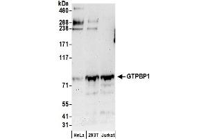 anti-GTP Binding Protein 1 (GTPBP1) (AA 1-50) antibody